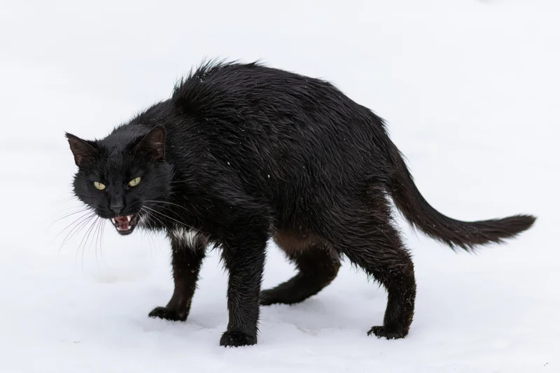 Black cat hissing aggressively with arched back in snow
