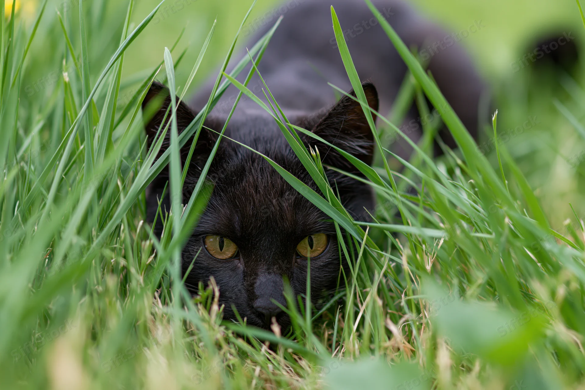 Black cat crouching low in tall green grass with yellow eyes focused forward