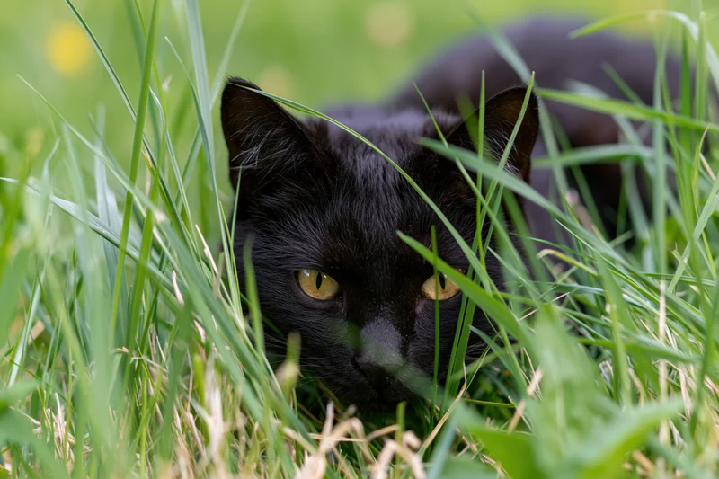 Black cat crouching low in tall green grass with focused eyes, hunting in natural outdoor setting