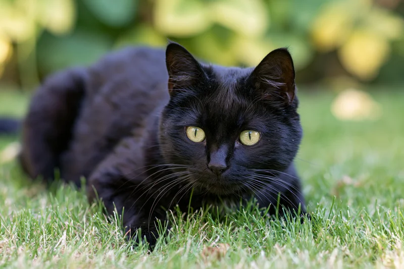 Black cat crouching low on green grass staring directly at camera