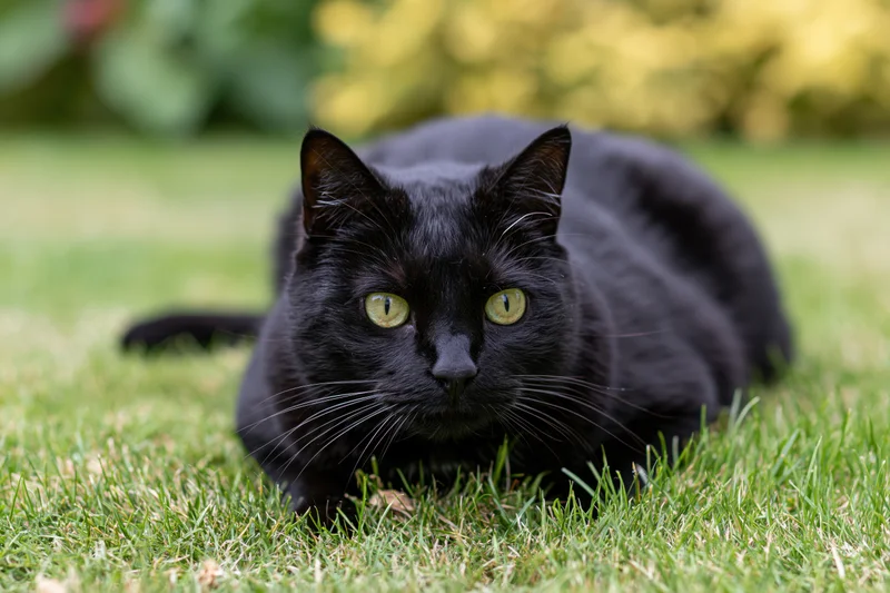 Black cat crouching low on green grass staring directly at camera