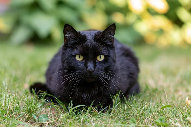 Black cat crouching low on green grass staring directly at camera