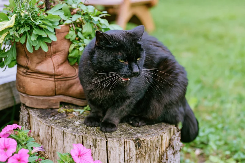 Black cat crouching on a weathered wooden tree stump beside a leather boot planter in a garden with pink flowers