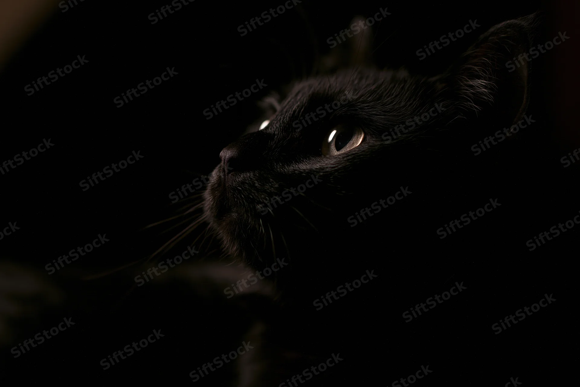Black cat in profile gazing upward from deep shadow