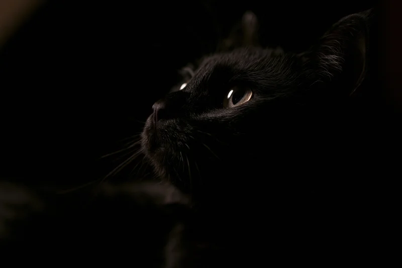 Black cat in profile gazing upward from deep shadow
