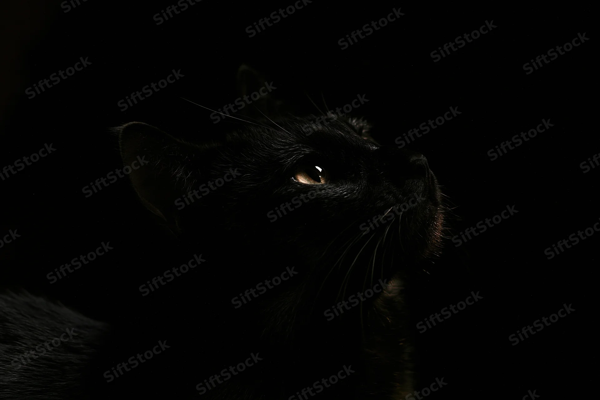 Black cat in profile gazing upward in near-total darkness