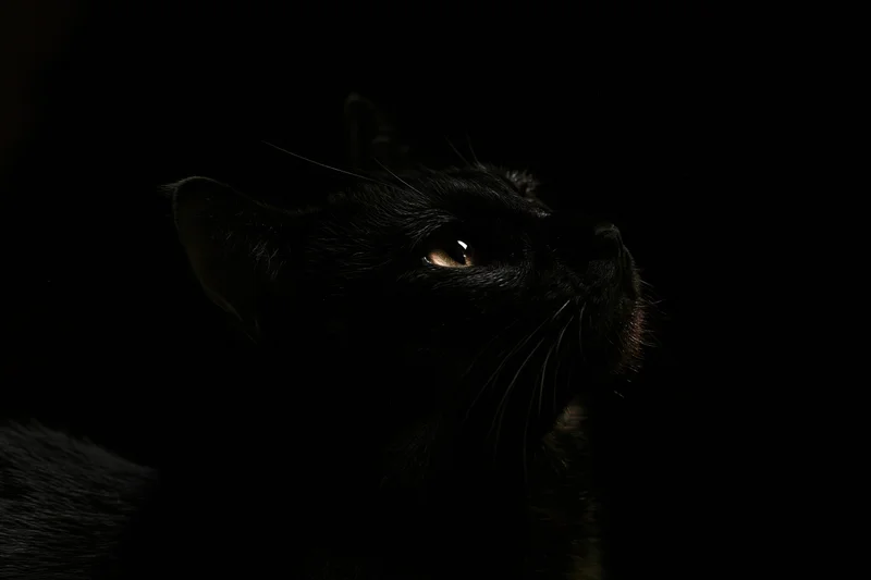 Black cat in profile gazing upward in near-total darkness