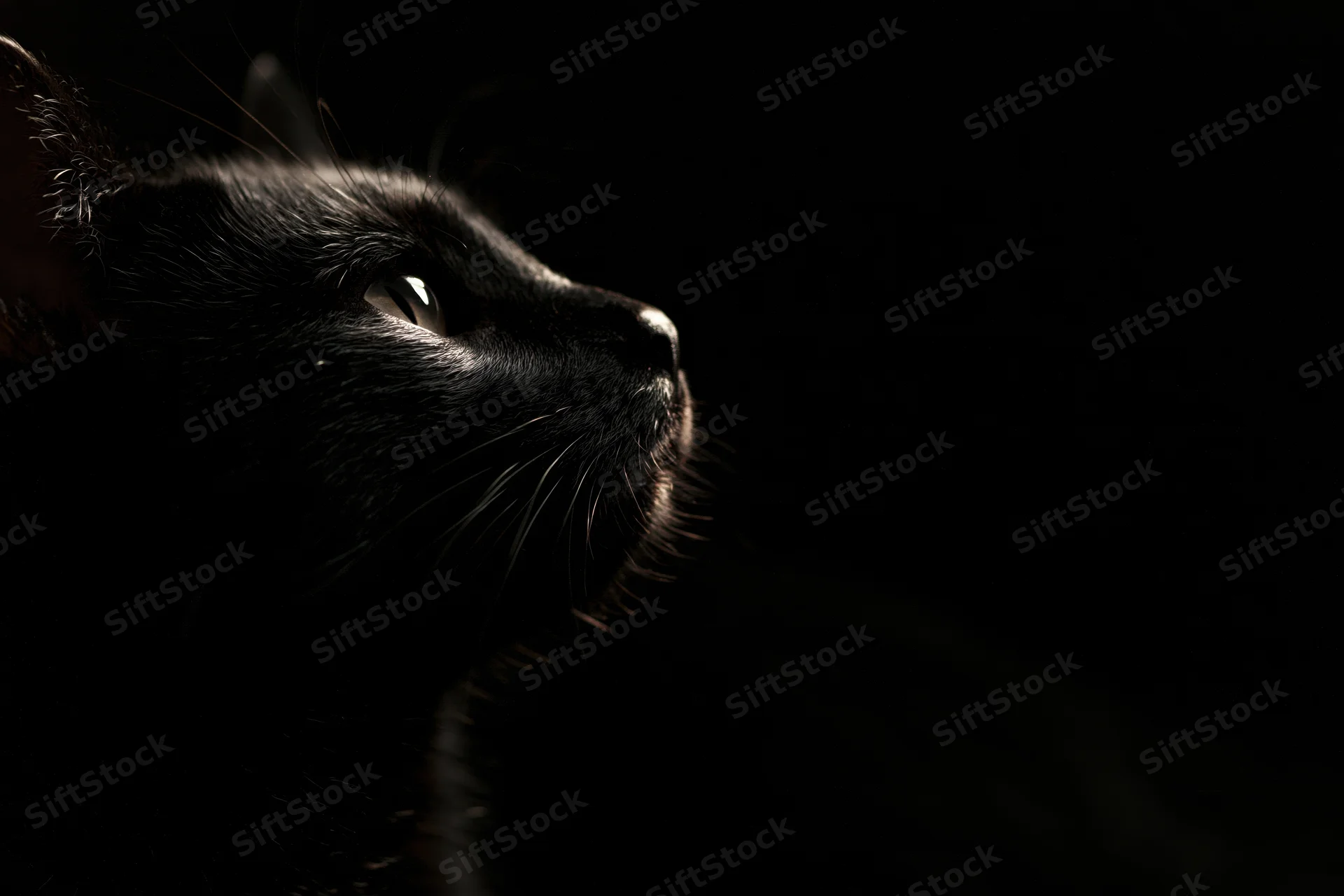 Black cat in profile gazing upward from darkness