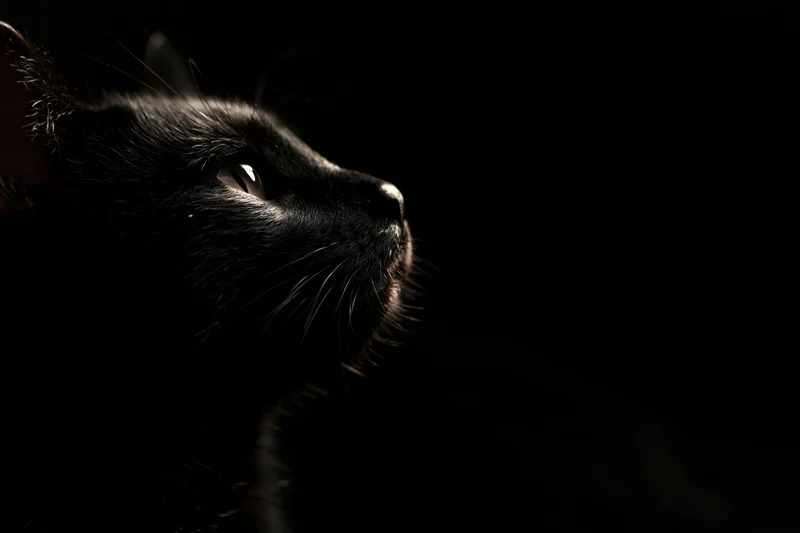 Black cat in profile gazing upward from darkness
