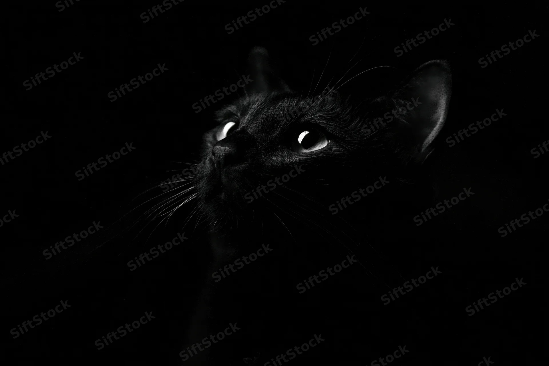Black cat gazing upward from near-total darkness in a studio portrait