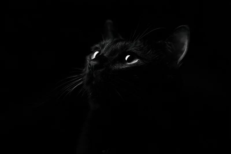 Black cat gazing upward from near-total darkness in a studio portrait