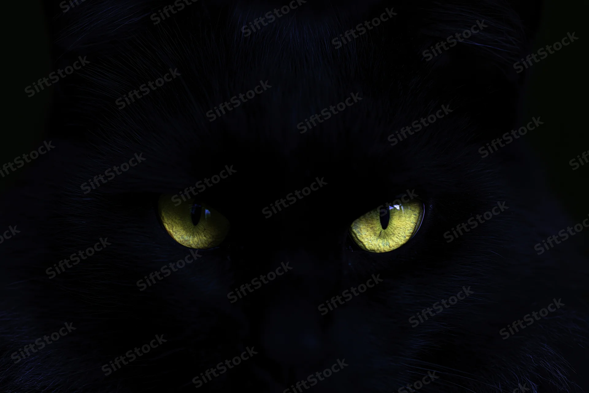 Closeup of a black cat's face in darkness with glowing yellow eyes staring forward