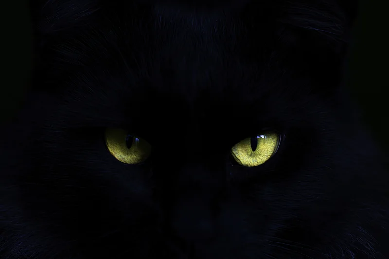 Closeup of a black cat's face in darkness with glowing yellow eyes staring forward