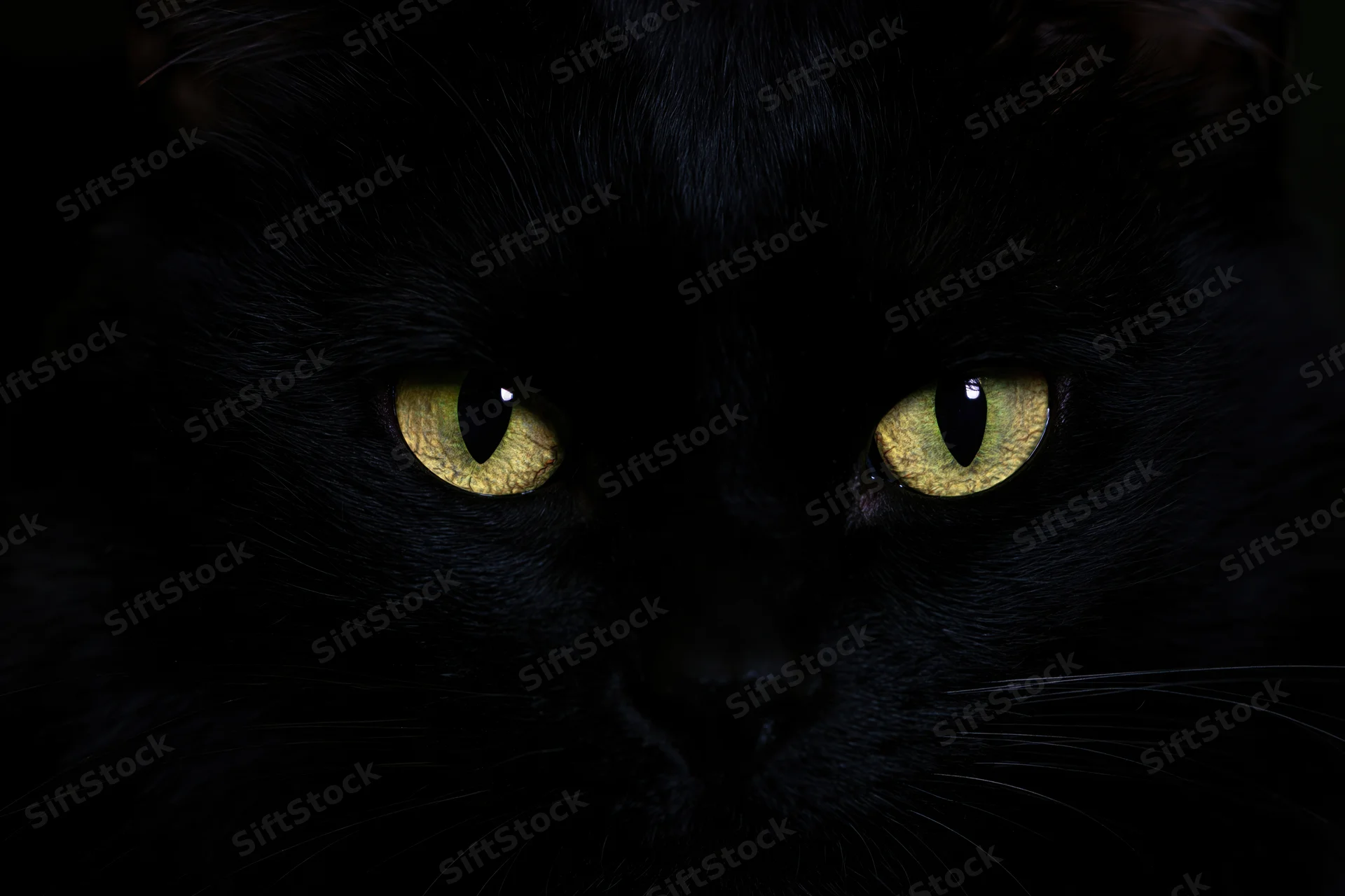 Closeup of black cat's face with glowing yellow eyes in near-total darkness
