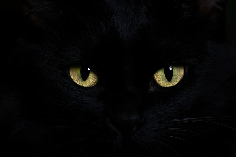 Closeup of black cat's face with glowing yellow eyes in near-total darkness