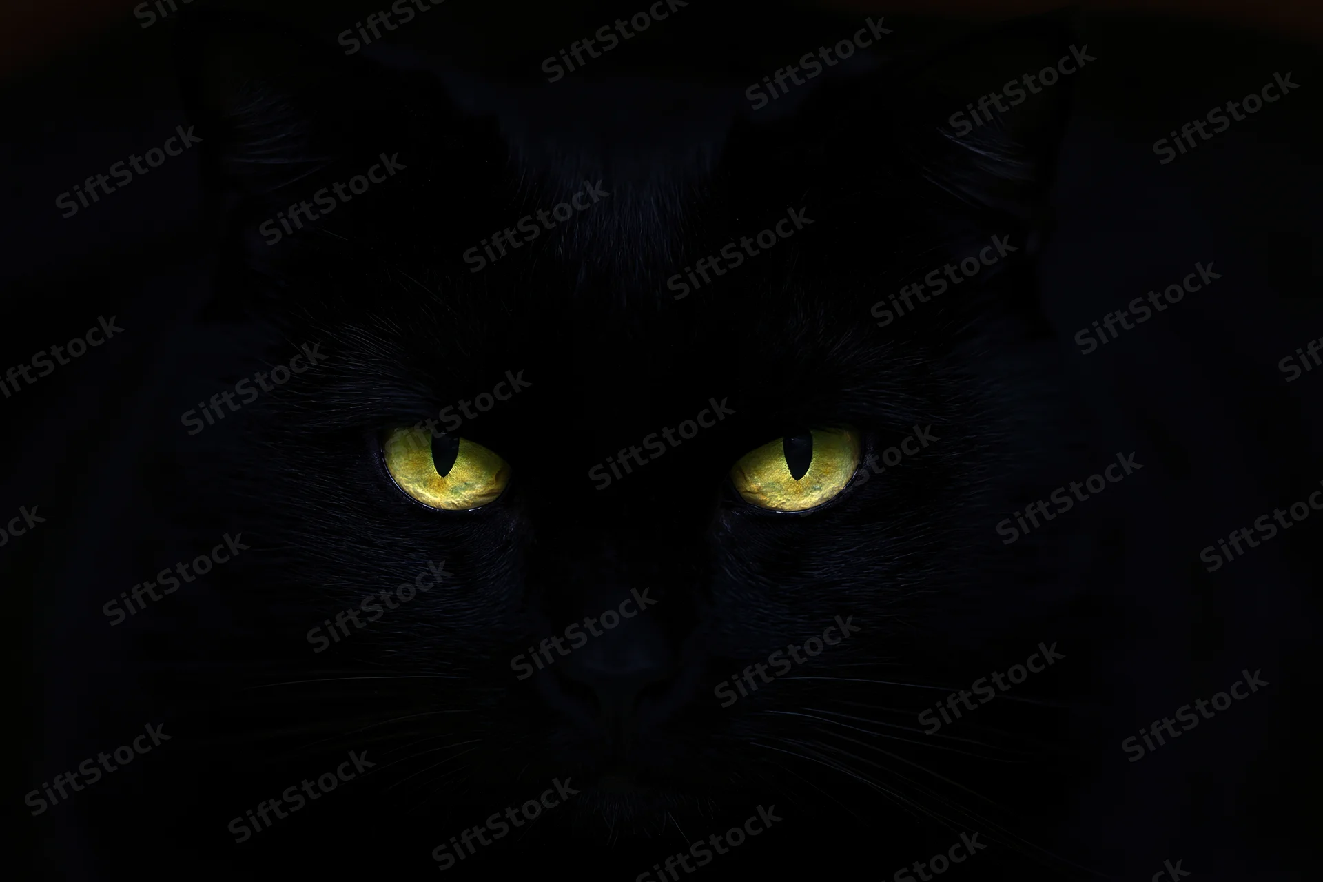 Black cat with glowing yellow eyes staring intensely in near-total darkness