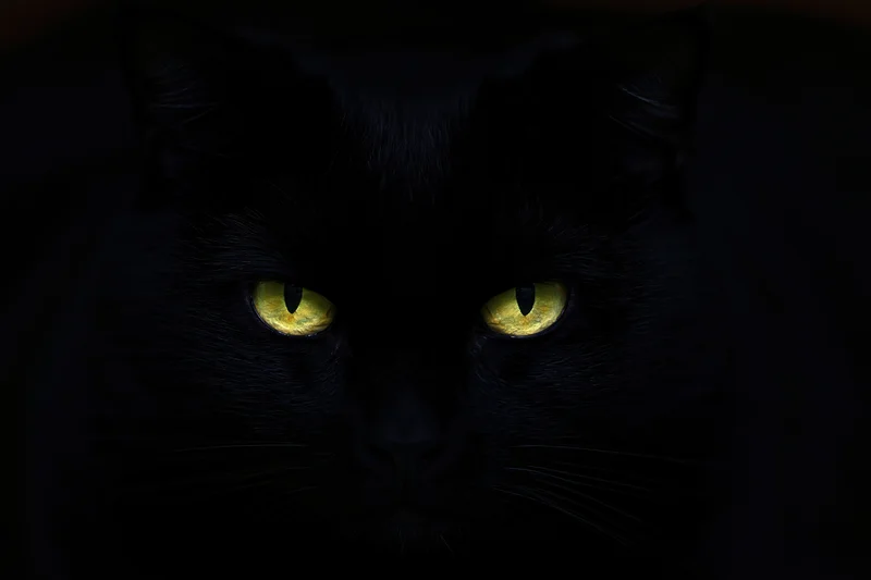 Black cat with glowing yellow eyes staring intensely in near-total darkness