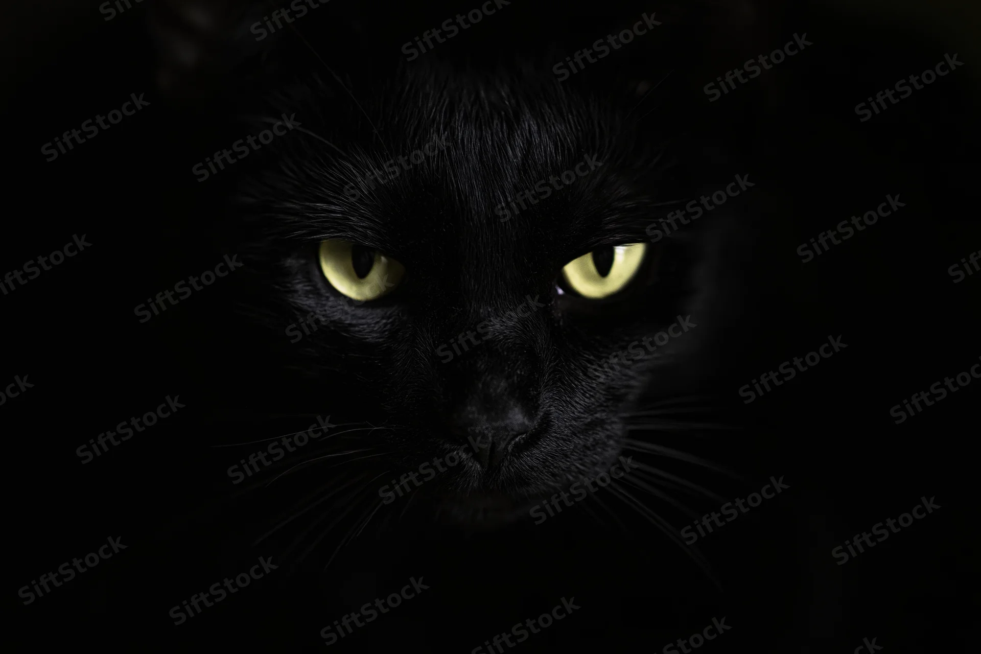 Black cat with intense yellow eyes staring directly from near-total darkness