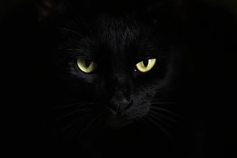Black cat with intense yellow eyes staring directly from near-total darkness