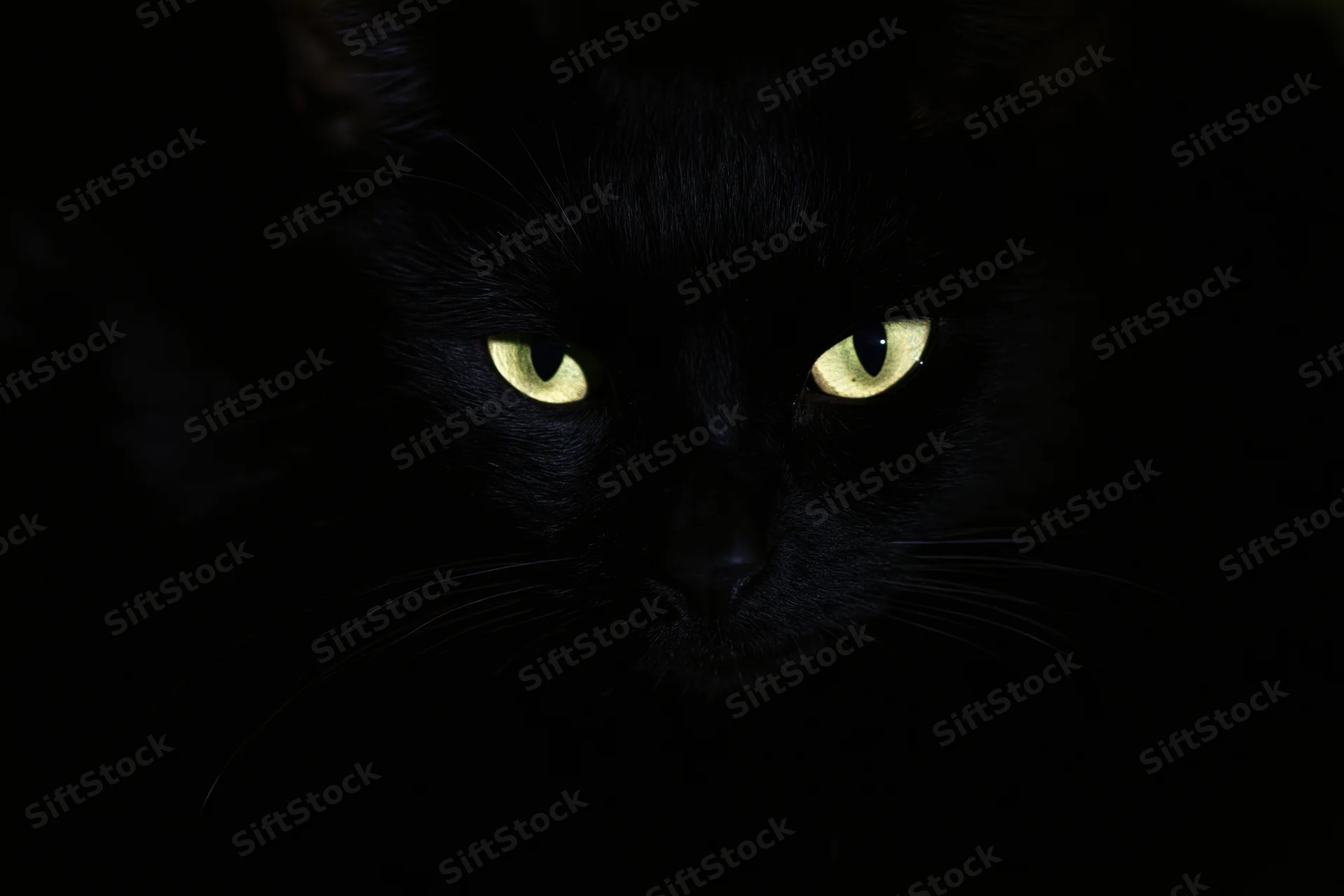 Black cat with glowing yellow eyes staring intensely from deep shadow