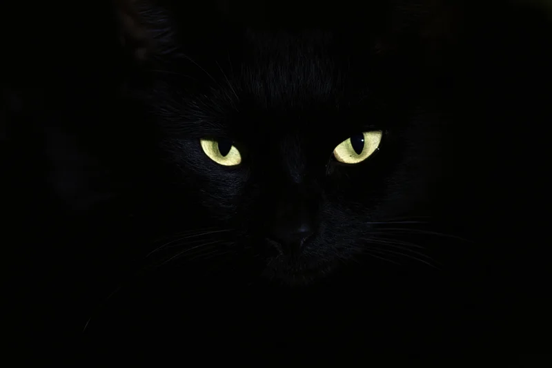 Black cat with glowing yellow eyes staring intensely from deep shadow