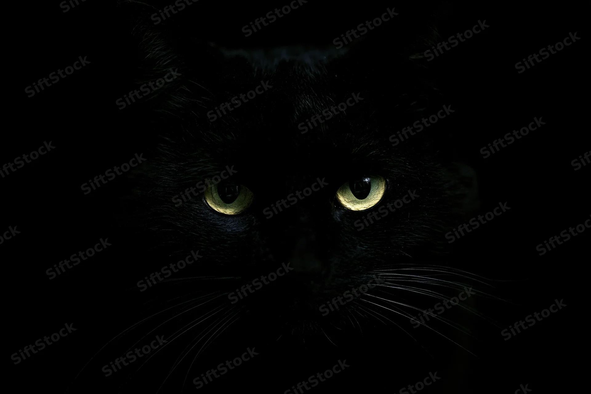 Black cat with glowing green eyes staring intensely from deep shadow