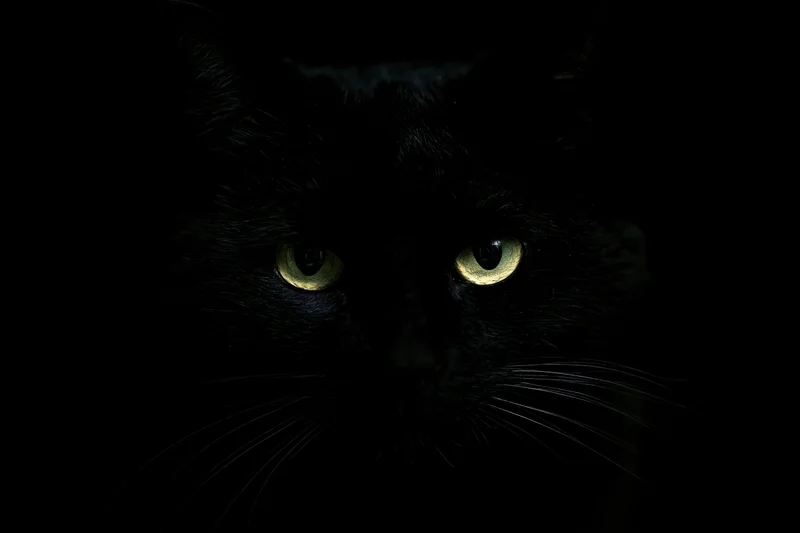 Black cat with glowing green eyes staring intensely from deep shadow