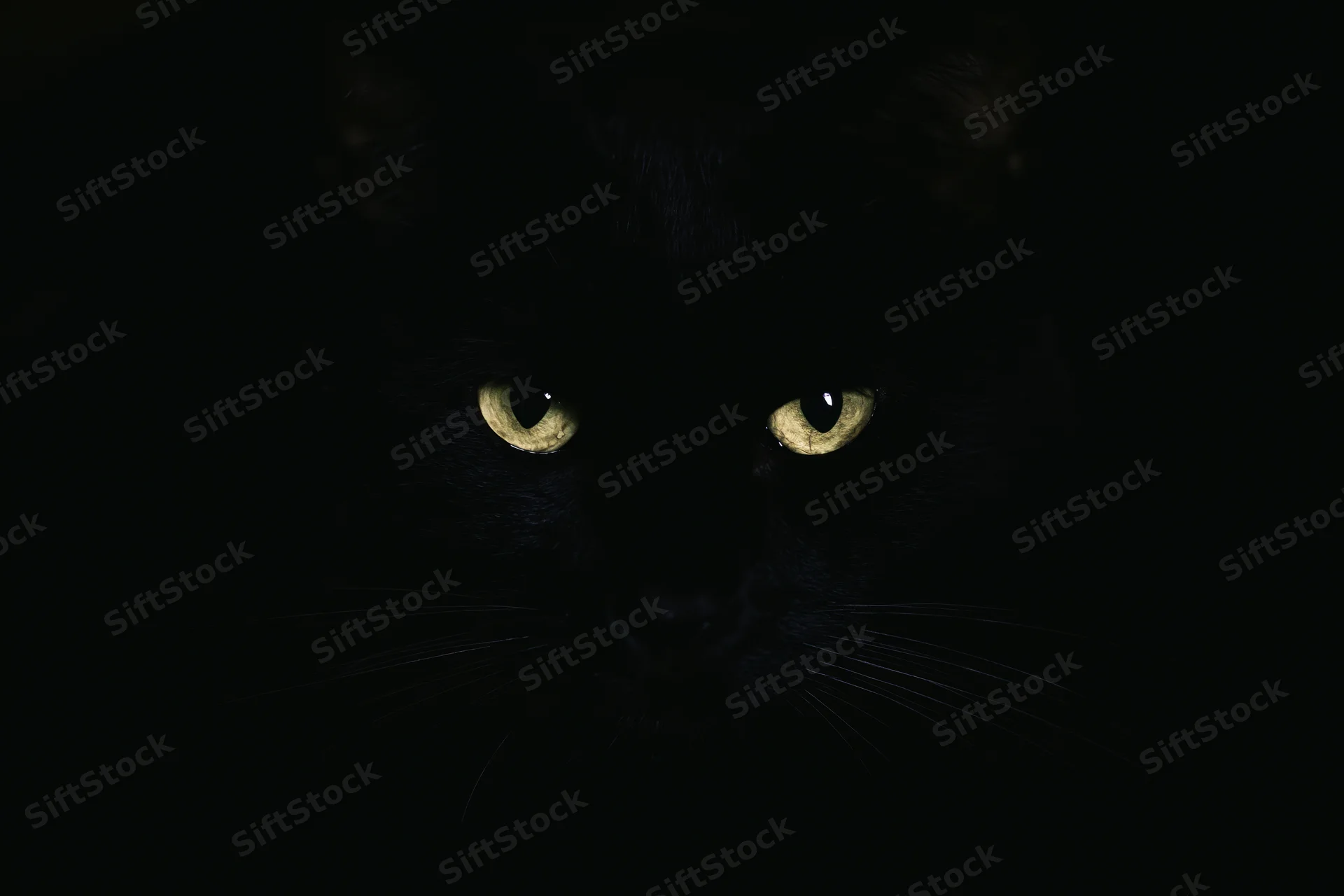 Black cat with glowing yellow eyes staring intensely from darkness
