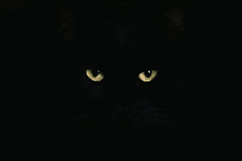 Black cat with glowing yellow eyes staring intensely from darkness
