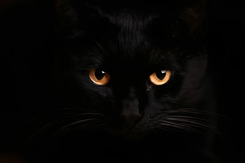 Black cat with intense orange eyes staring from near-total darkness