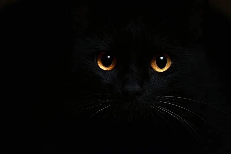 Black cat face emerging from darkness with glowing orange eyes staring directly at viewer