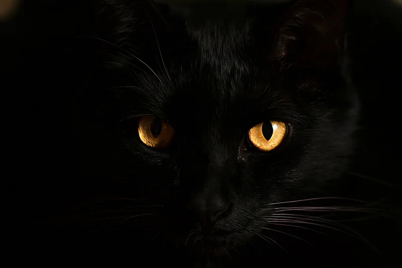 Black cat with golden eyes staring intensely from darkness