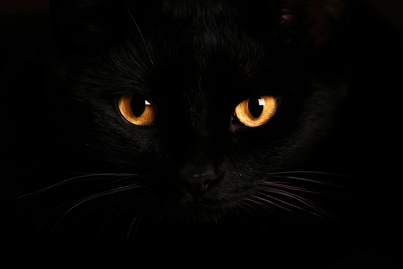 Black cat with glowing orange eyes staring intensely from darkness