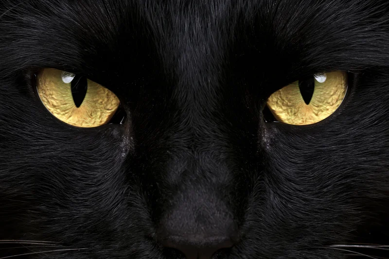 Extreme closeup of a black cat's face centered on its intense yellow eyes