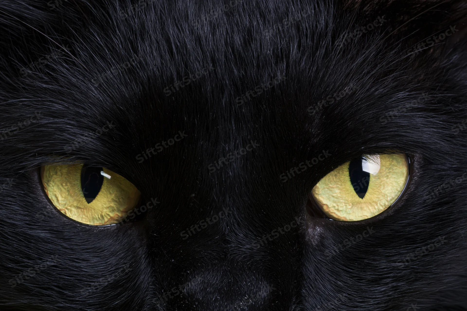 Extreme close-up of a black cat's face centered on its yellow eyes with intense gaze