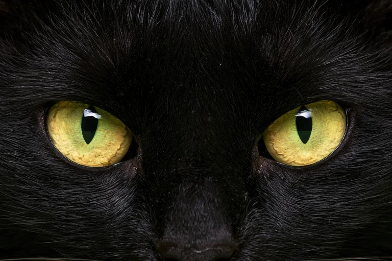 Extreme closeup of a black cat's face centered on its intense yellow eyes with vertical pupils
