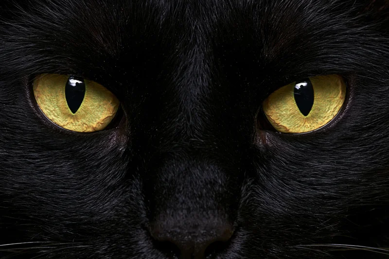 Extreme close-up of a black cat's face centered on its yellow eyes with vertical pupils