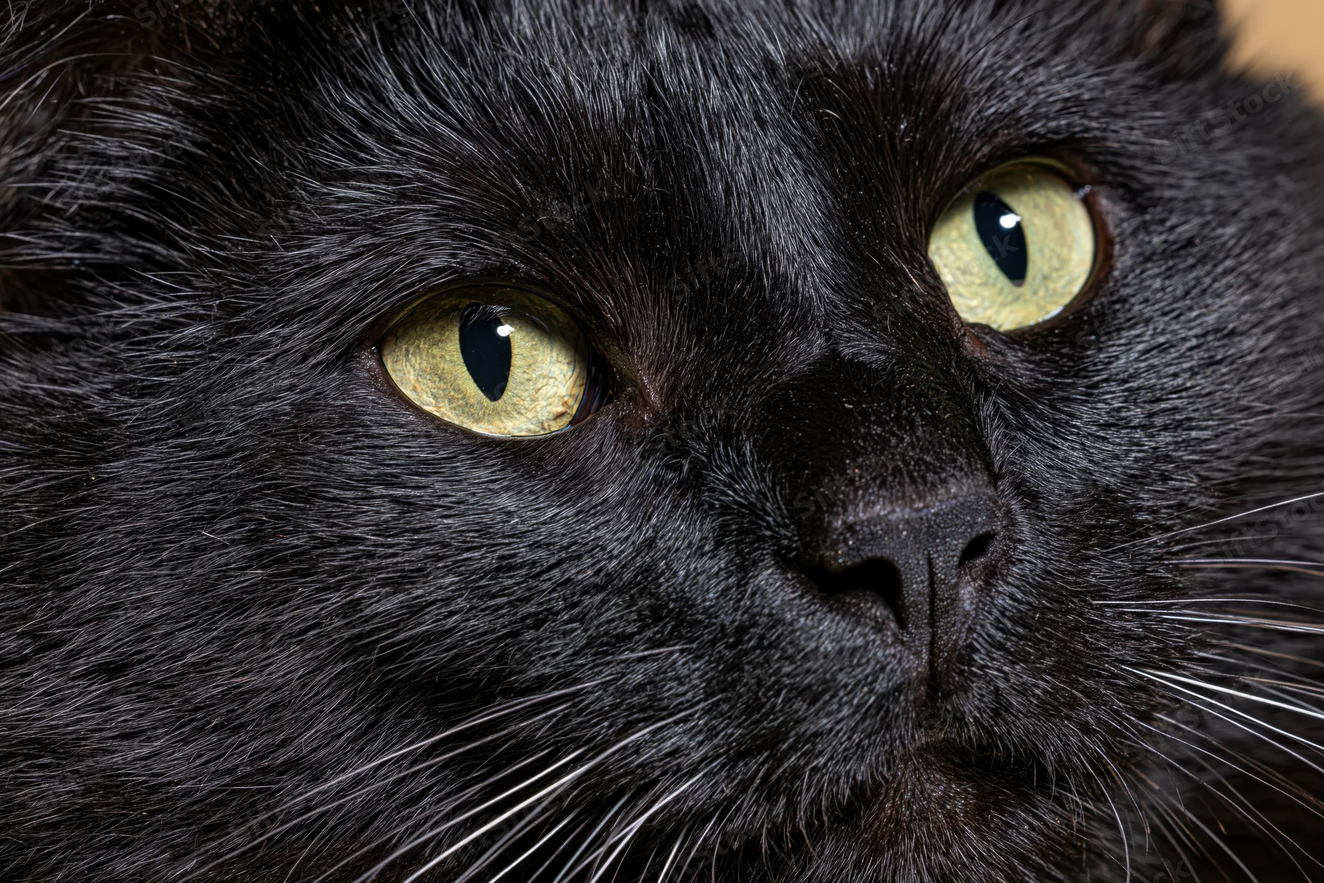 Closeup of black cat face with yellow eyes gazing slightly off-camera