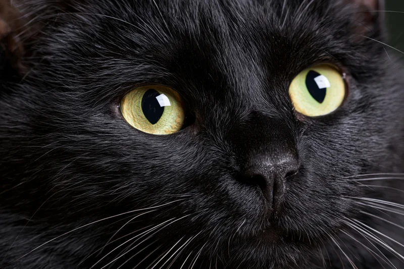Closeup of black cat face with green eyes gazing slightly off-camera