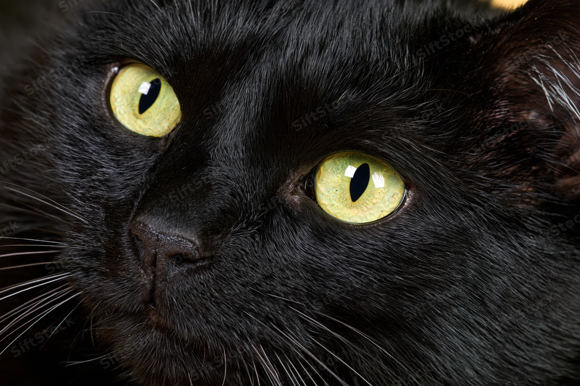 Closeup of black cat face with yellow eyes gazing slightly off-camera