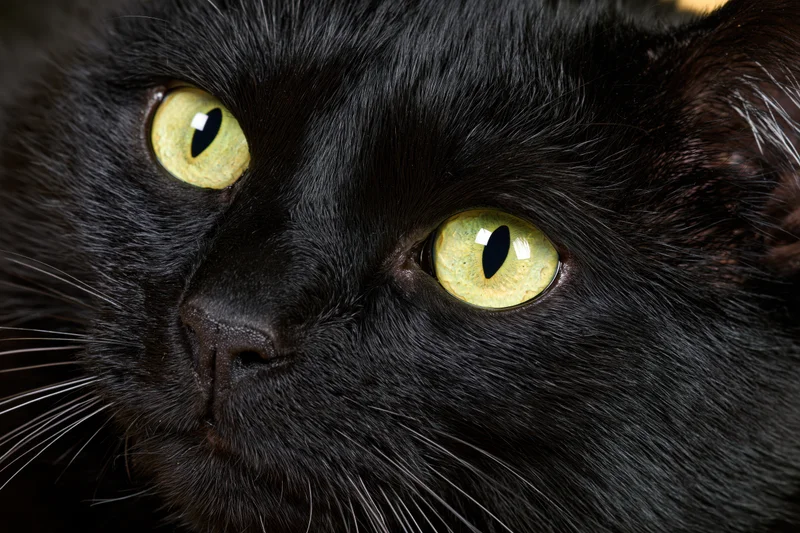 Closeup of black cat face with yellow eyes gazing slightly off-camera