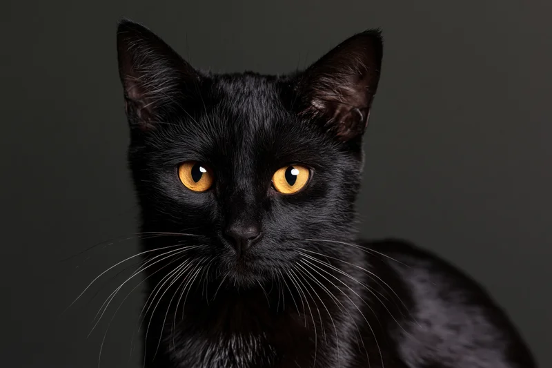 Black cat gazing directly at camera in studio portrait with yellow eyes and dark background