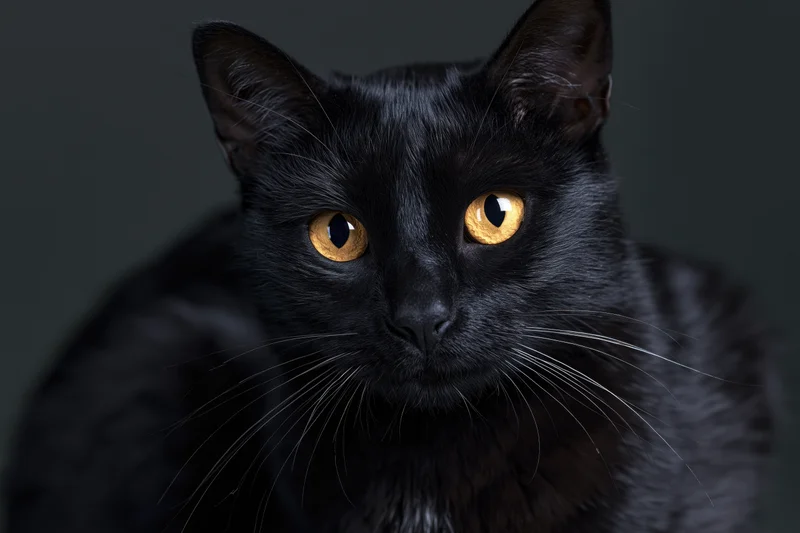 Black cat gazing directly at camera in close-up portrait against dark background
