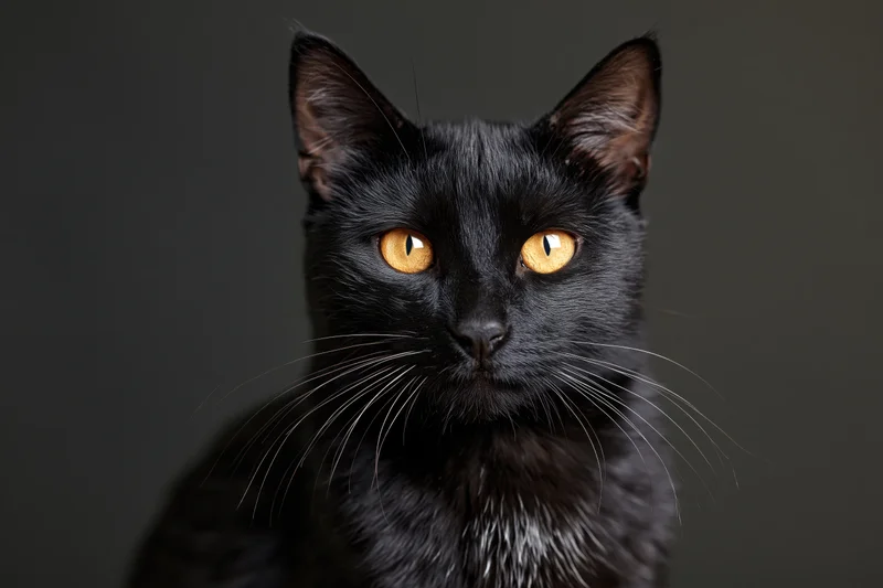 Black cat gazing directly at camera in close-up portrait against dark gray background