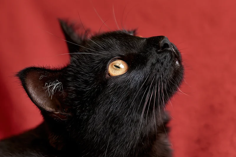 Black cat gazing upward with head tilted against red background