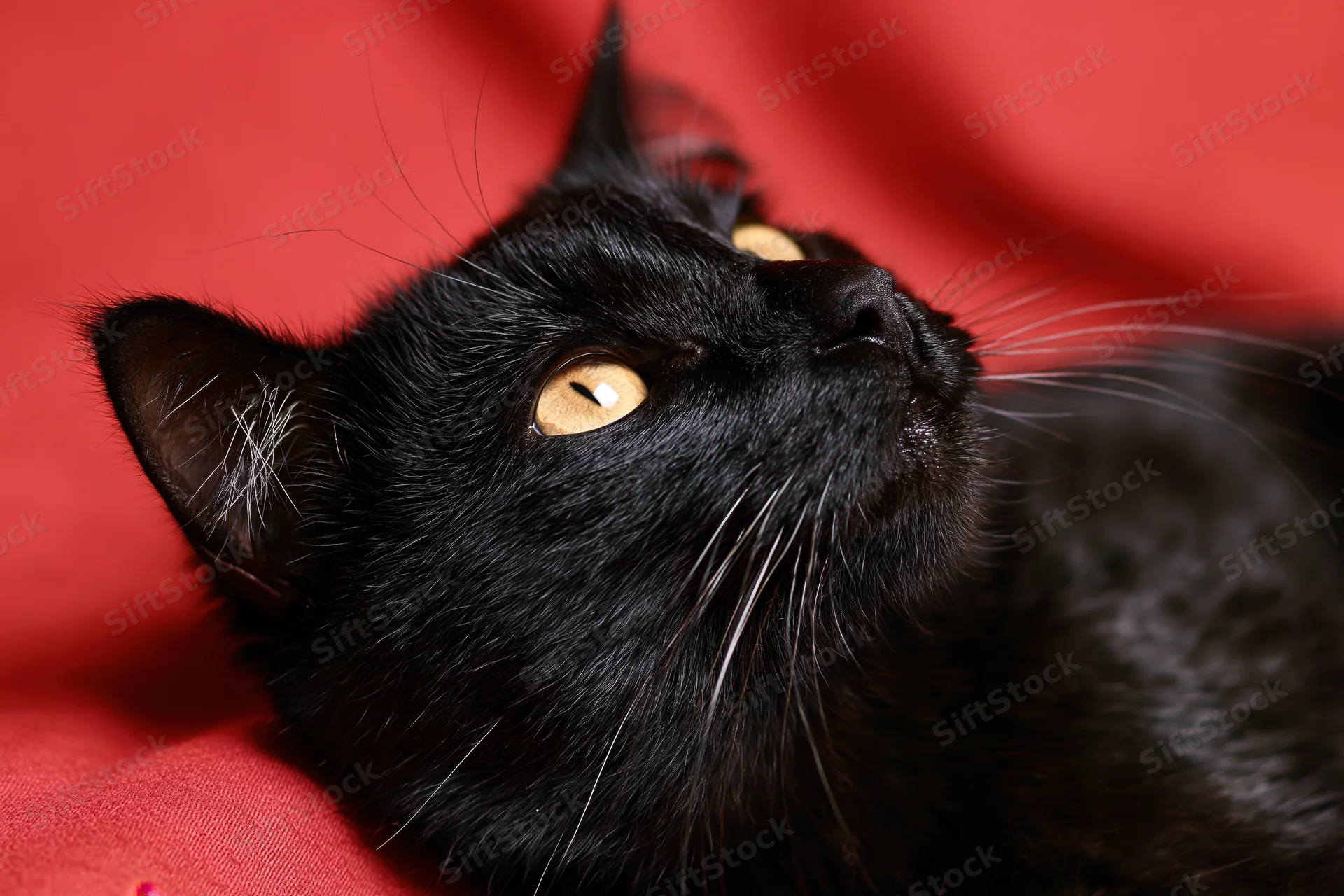 Black cat resting with head tilted upward gazing on red fabric