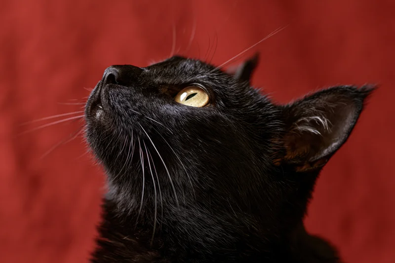 Black cat gazing upward with head tilted against red background