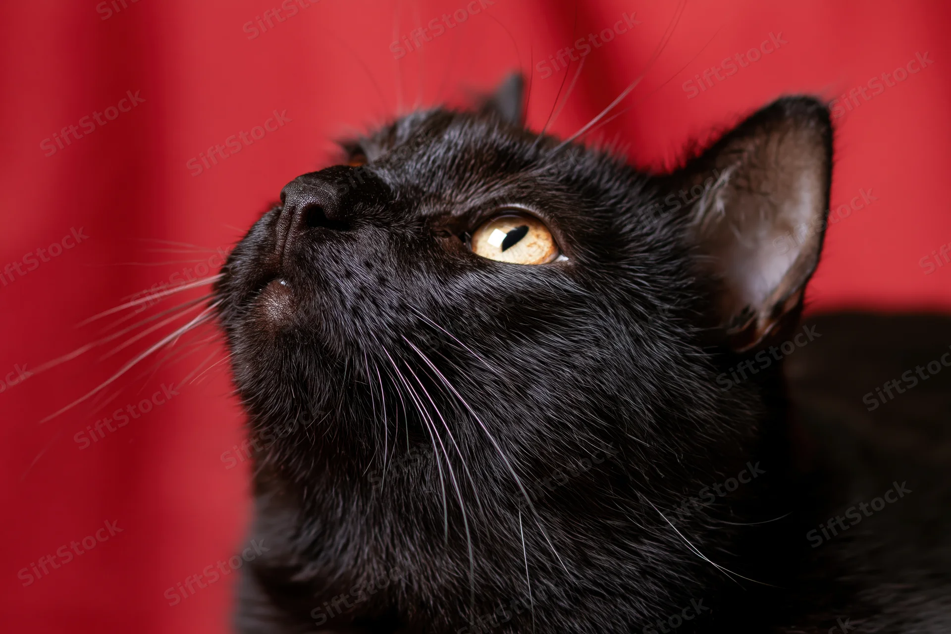Black cat gazing upward with head tilted against red background