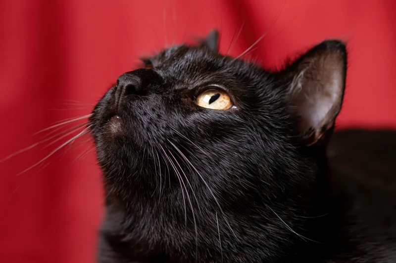 Black cat gazing upward with head tilted against red background