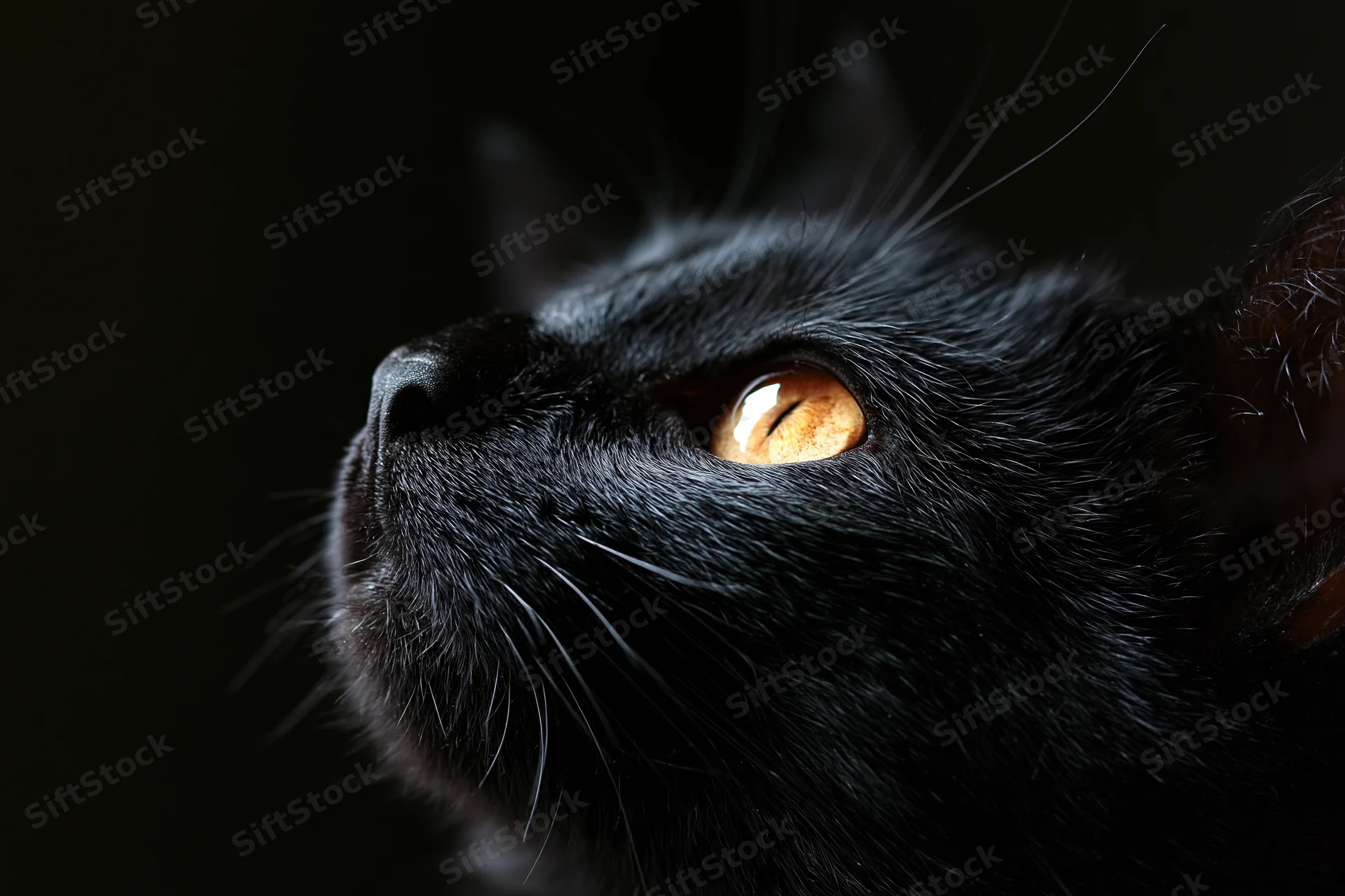 Black cat gazing upward with alert expression in extreme closeup against dark background